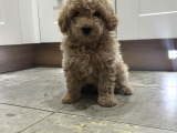 Ücretsiz Toy Poodle Yavrumu Sahiplendiriyorum