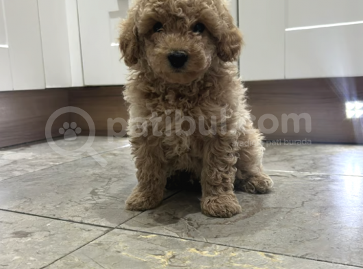 Ücretsiz Toy Poodle Yavrumu Sahiplendiriyorum görsel