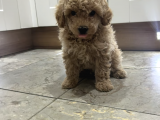 Ücretsiz Toy Poodle Yavrumu Sahiplendiriyorum