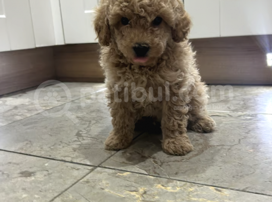 Ücretsiz Toy Poodle Yavrumu Sahiplendiriyorum görsel
