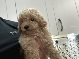 Ücretsiz Toy Poodle Yavrumu Sahiplendiriyorum