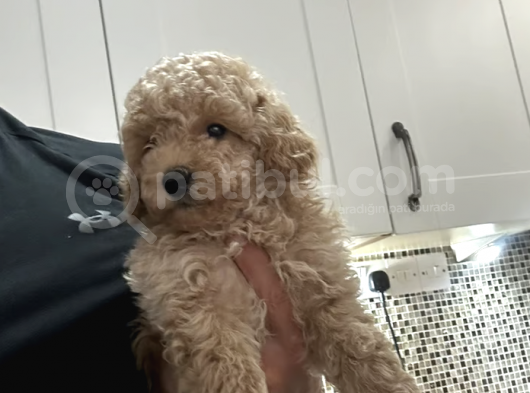 ücretsiz Toy Poodle Yavrumu sahiplendiriyorum