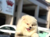 A kalite pomeranian bo yavrularimiz mevcuttur