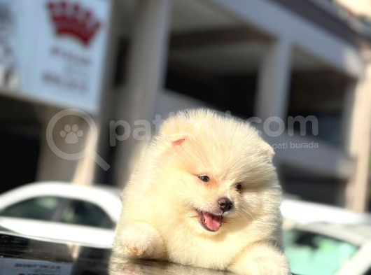 A Kalite Pomeranian Bo Yavrularimiz Mevcuttur