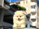 A Kalite Pomeranian Bo Yavrularimiz Mevcuttur