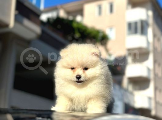 A Kalite Pomeranian Bo Yavrularimiz Mevcuttur görsel