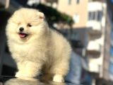 A Kalite Pomeranian Bo Yavrularimiz Mevcuttur