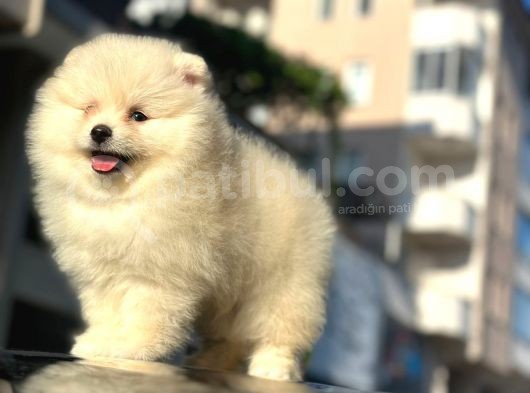 A Kalite Pomeranian Bo Yavrularimiz Mevcuttur görsel