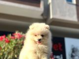 A Kalite Pomeranian Bo Yavrularimiz Mevcuttur