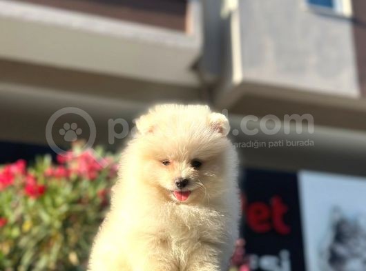 A Kalite Pomeranian Bo Yavrularimiz Mevcuttur görsel