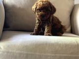 Üst Kalite Show Poodle Yavrular