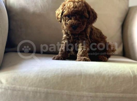 Üst Kalite Show Poodle Yavrular görsel