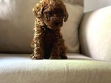 Üst Kalite Show Poodle Yavrular