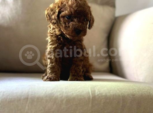 Üst Kalite Show Poodle Yavrular görsel