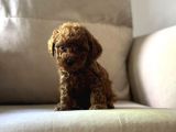 Üst Kalite Show Poodle Yavrular