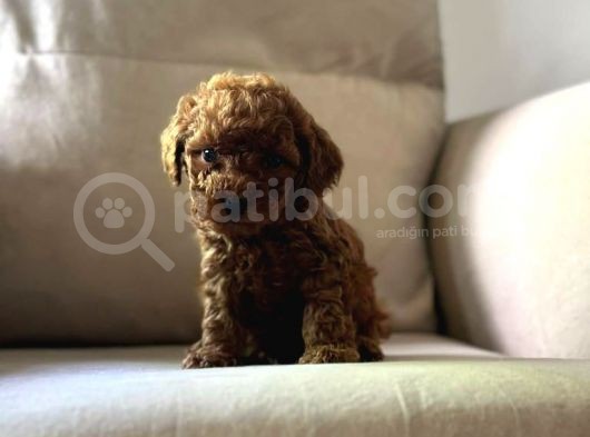 Üst Kalite Show Poodle Yavrular görsel