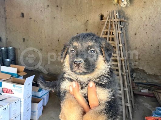 Muhteşem Alman Kurdu A Kali̇te Yavrularimiz görsel
