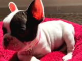 French Bulldog Yavrular