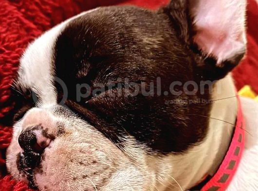 French Bulldog Yavrular görsel