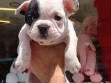 French Bulldog Yavrular
