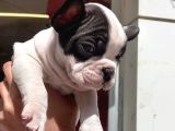 French Bulldog Yavrular
