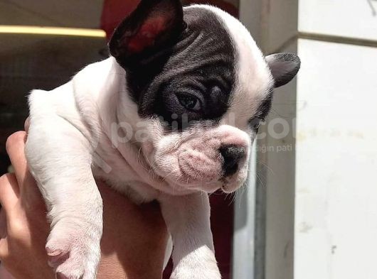French Bulldog Yavrular görsel