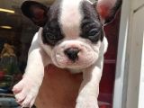 French Bulldog Yavrular