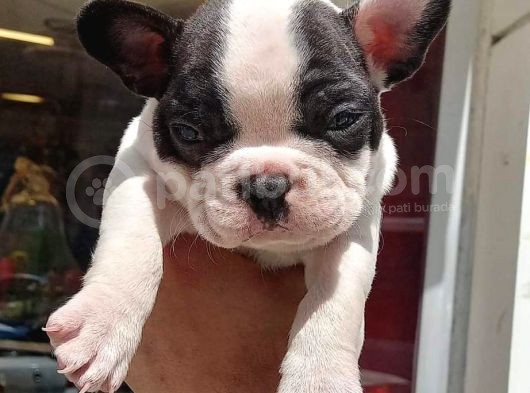 French Bulldog Yavrular görsel