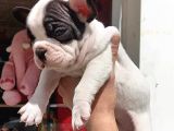 French Bulldog Yavrular