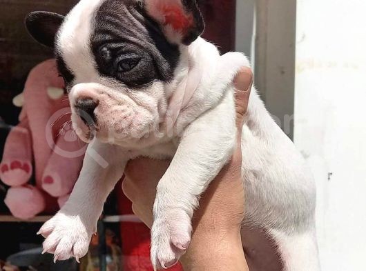 French Bulldog Yavrular görsel