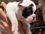 French Bulldog Yavrular