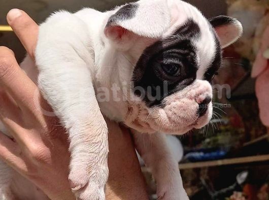 French Bulldog Yavrular görsel