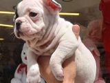 French Bulldog Yavrular