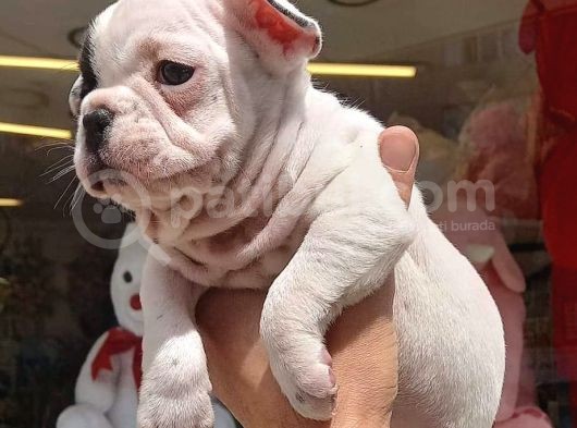 French Bulldog Yavrular görsel