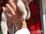 French Bulldog Yavrular