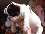 French Bulldog Yavrular