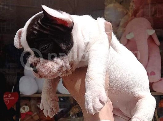 French Bulldog Yavrular görsel