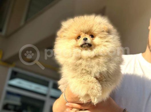 Orjinal Ayı Surat Bebek Boolar görsel