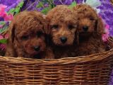 Ki̇vi̇rci̇k Poodleler Burada