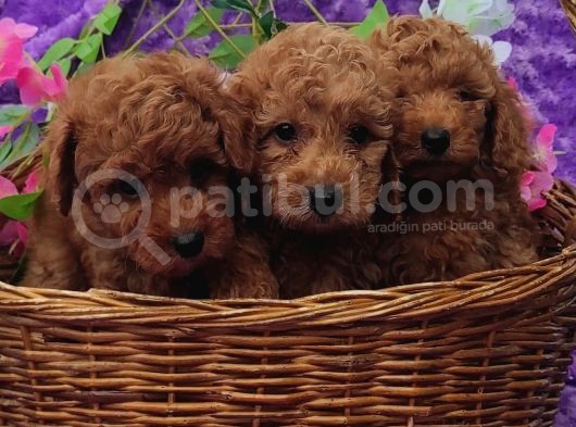 Ki̇vi̇rci̇k Poodleler Burada görsel