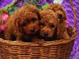 Ki̇vi̇rci̇k Poodleler Burada