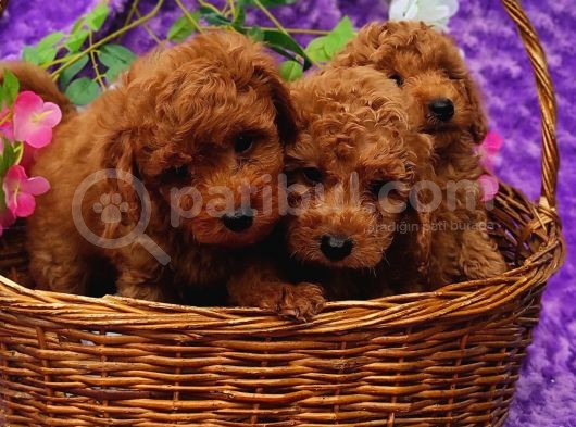 Ki̇vi̇rci̇k Poodleler Burada görsel