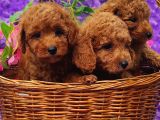 KİVİRCİK POODLELER BURADA