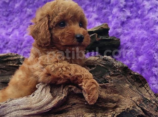 Ki̇vi̇rci̇k Poodleler Burada görsel