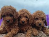 Ki̇vi̇rci̇k Poodleler Burada