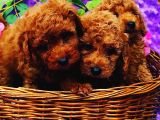 Ki̇vi̇rci̇k Poodleler Burada