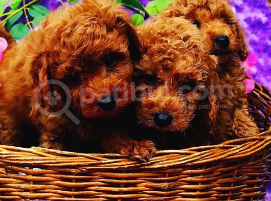 Ki̇vi̇rci̇k Poodleler Burada görsel