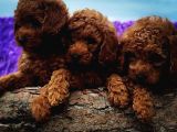 Ki̇vi̇rci̇k Poodleler Burada