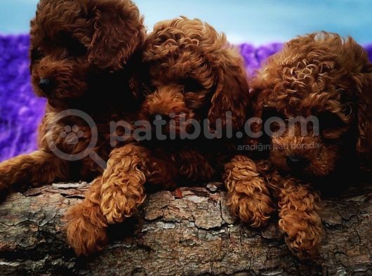 Ki̇vi̇rci̇k Poodleler Burada görsel