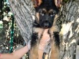 Her Ile Gönderim Sağladığımız Irk Garantili Alman Kurdu Yavrular